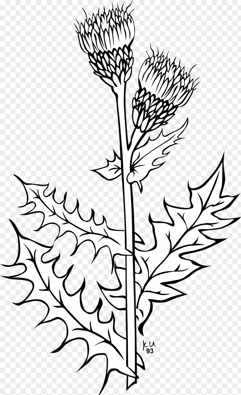 Cirsium Arvense Creeping Thistle Spear Drawing Vector Graphics Clip Art PNG
