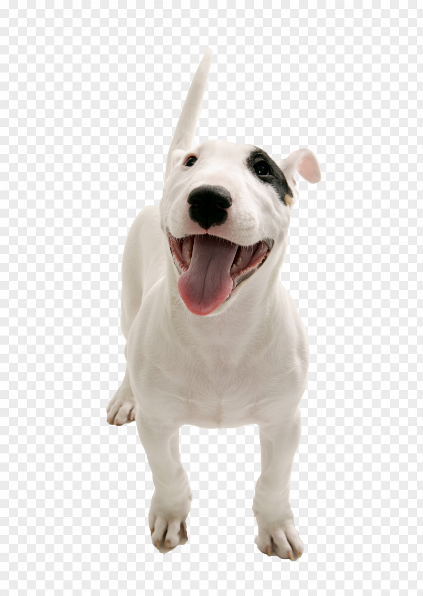 Dogs PNG clipart PNG