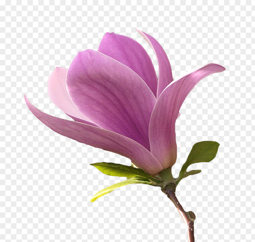 Flower Magnolia Petal Plant Stem PNG