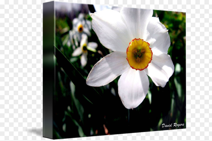 Narcissus Wildflower PNG
