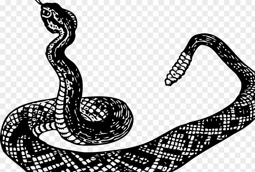 Snake Rattlesnake Boa Constrictor Clip Art PNG