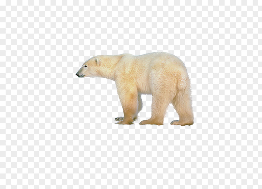 The Back Of Polar Bear Bear, What Do You Hear? Brown Giant Panda PNG