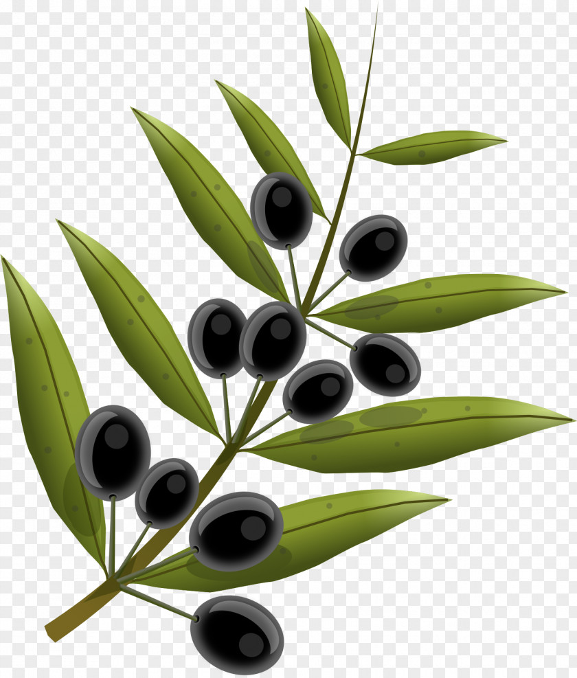 Watercolor Branch Olive Oil Leaf PNG