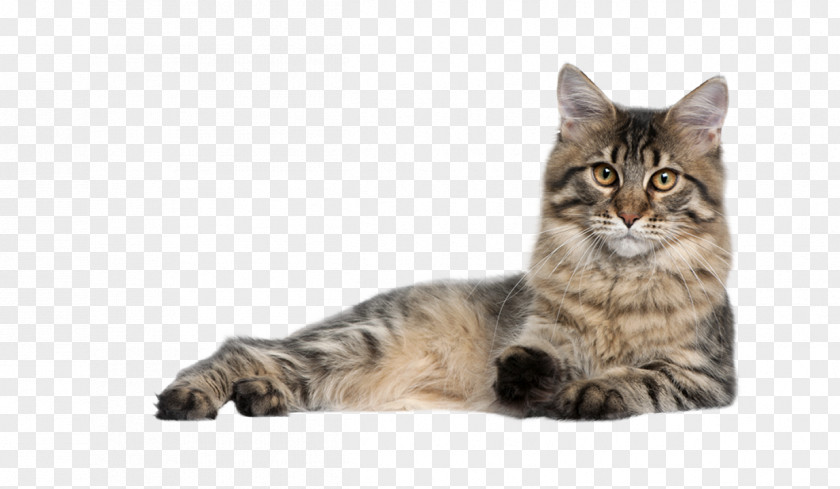 Whiskers Siberian Cat Small To Medium-sized Cats European Shorthair PNG