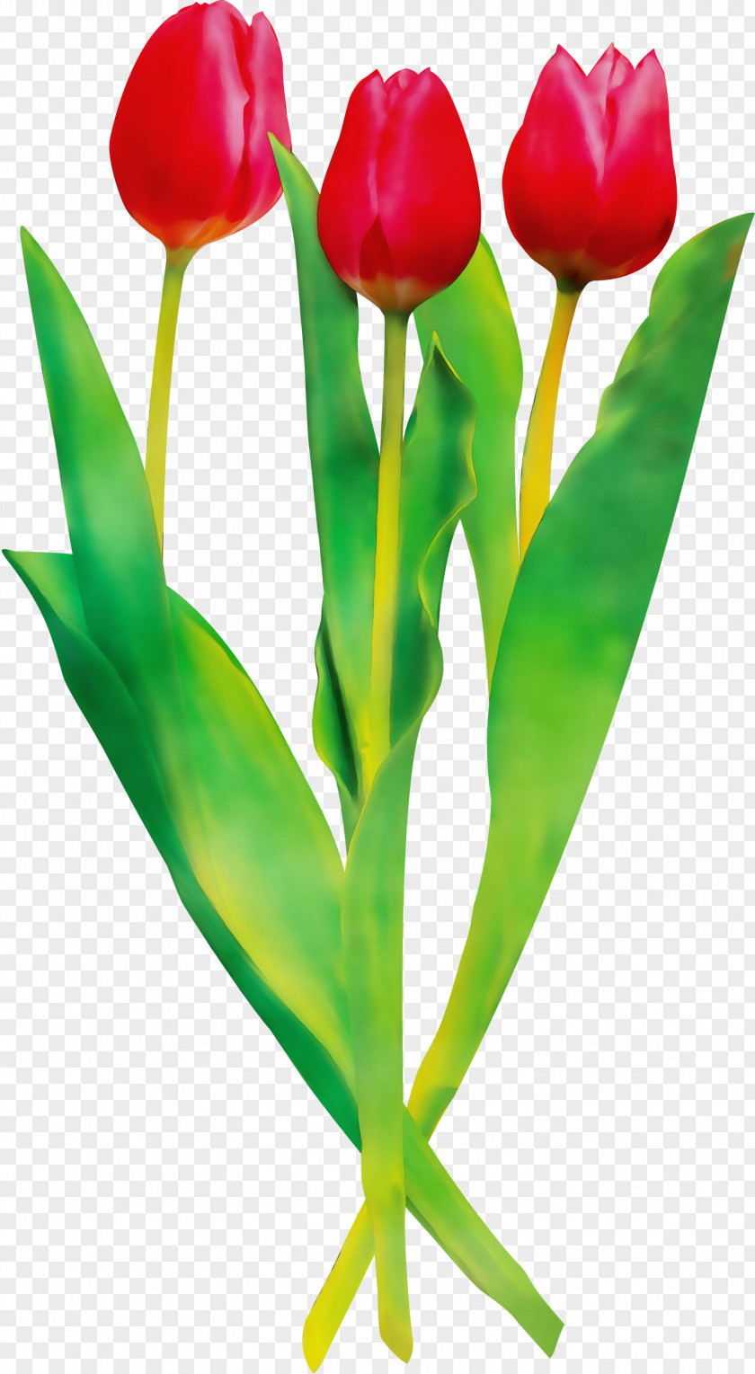 Flower Tulip Plant Cut Flowers Stem PNG