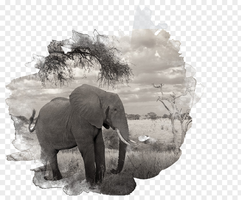 M African Elephant Indian Tusk Black & White PNG