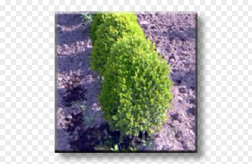 Tree Buxus Sempervirens Бордюр Shrub Evergreen Ornamental Plant PNG