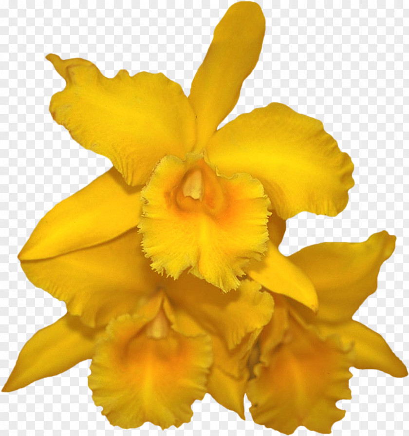 Cattleya Orchids Blog Cut Flowers Clip Art PNG