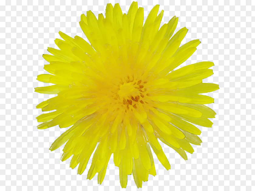 Flowering Plant Coltsfoot Dandelion Yellow Flower Sow Thistles PNG