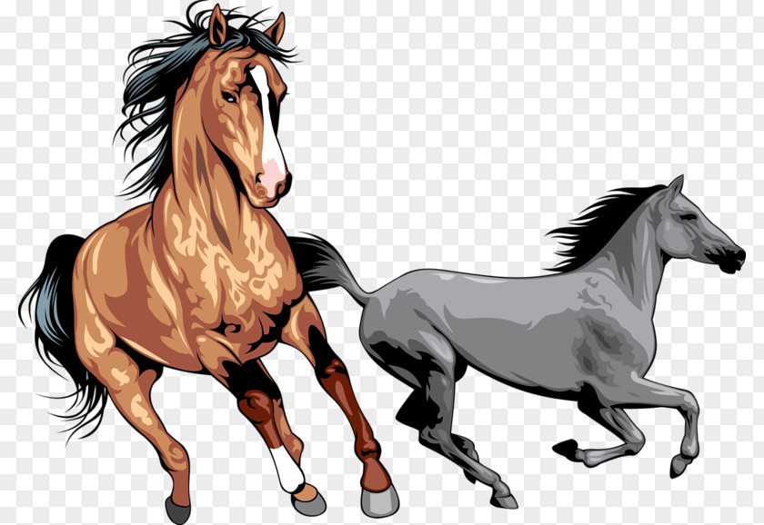 Galloping Horses Mustang Wild Horse Clip Art PNG