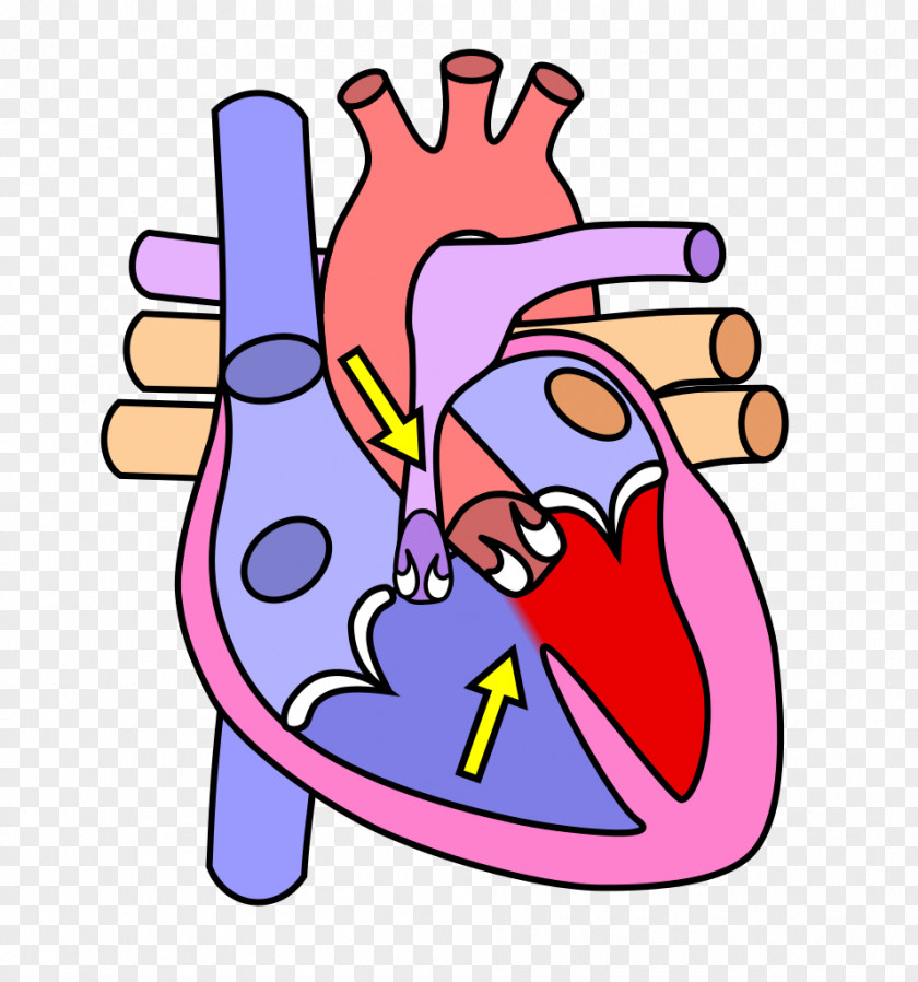 Human Heart The And Lungs Body Anatomy Skeleton PNG