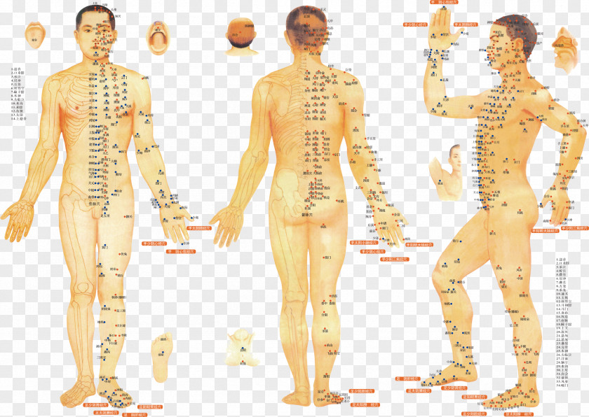 Point Table Acupuncture Meridian Traditional Chinese Medicine Therapy Moxibustion PNG