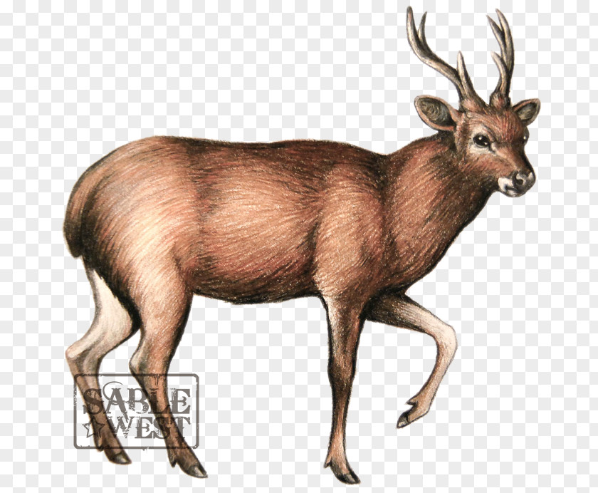Professional Figure Sambar Deer Elk Javan Rusa Moose PNG