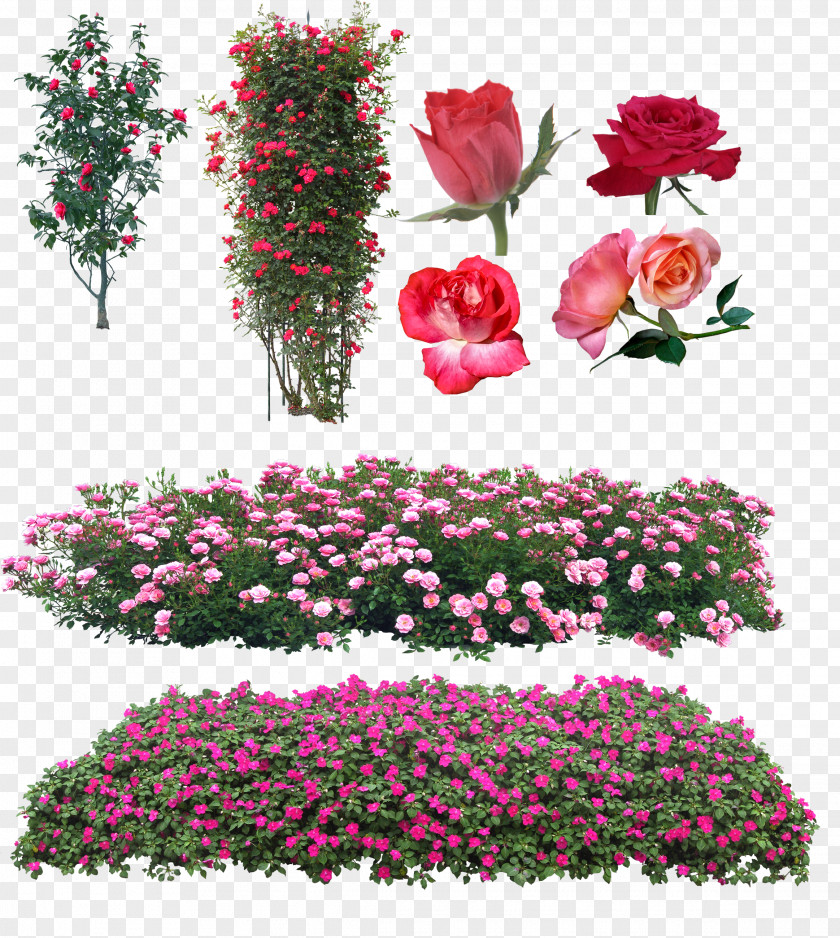 Rose Garden Roses Floral Design Pink Flower PNG