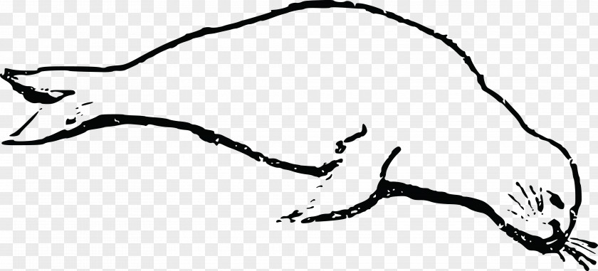 Seal Earless Drawing Clip Art PNG
