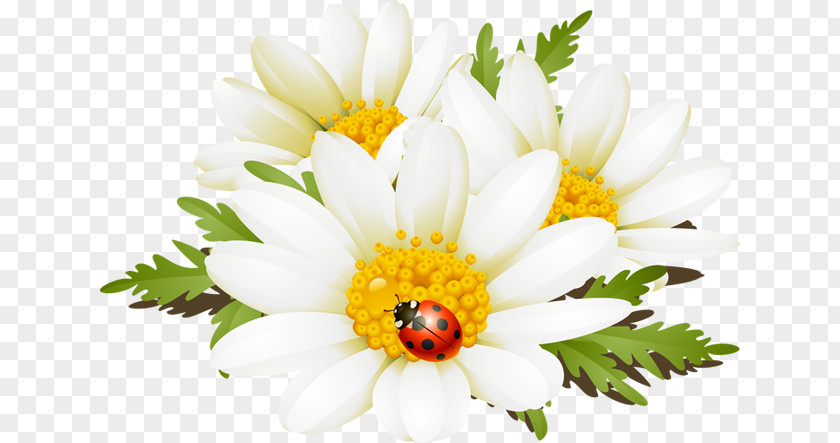 Summer Flower Cliparts Chamomile Clip Art PNG