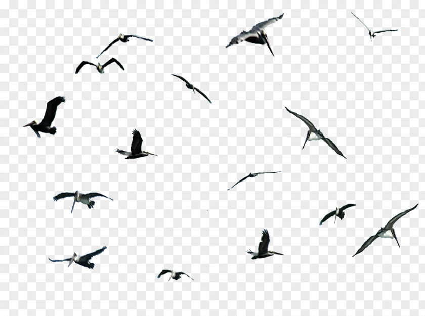 Bird Gulls Migration Pelican Cygnini PNG