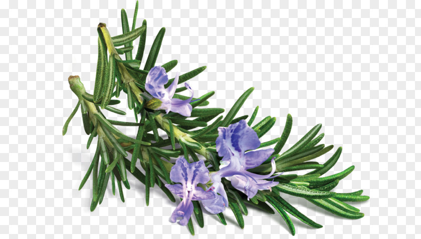 Oil Rosemary Essential Extract Herb PNG