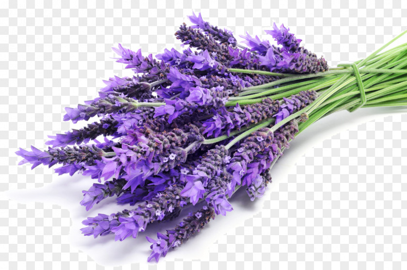Perfume Aroma Compound Lavender Odor Aromatherapy PNG