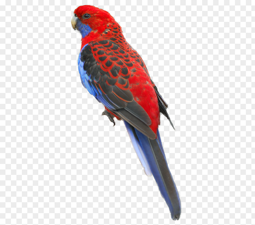 Rosella Parrots Macaw Parakeet Loriini Feather Pet PNG