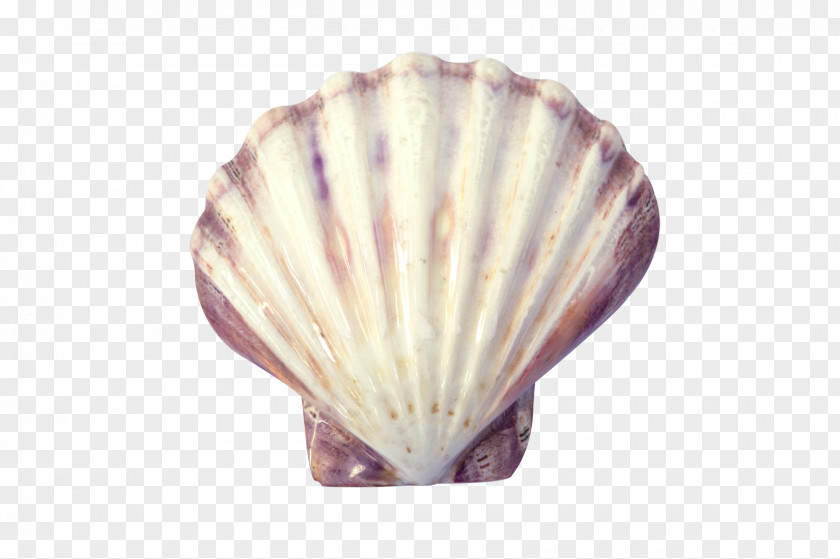 Seashell Cockle Oyster Clam Conchology PNG