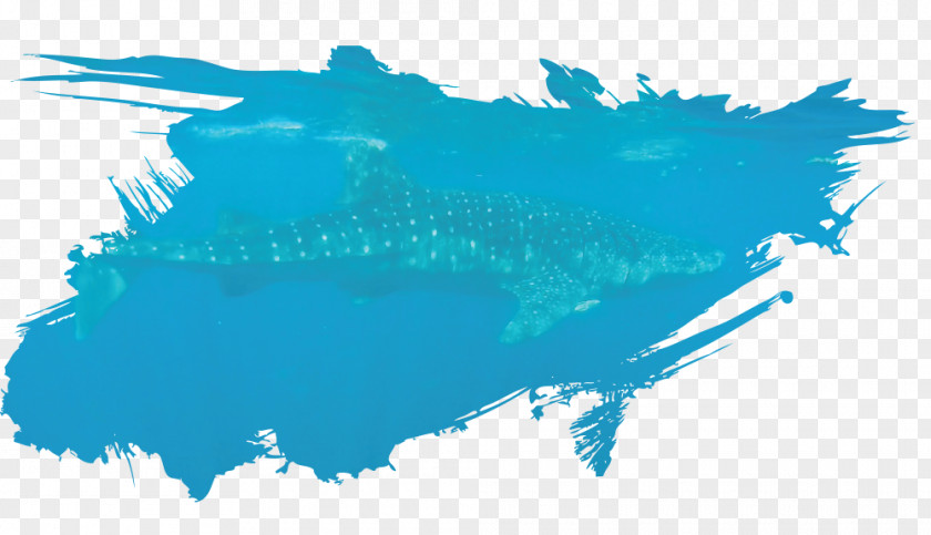 Shark Whale Isla Holbox Fish Sanctuary PNG