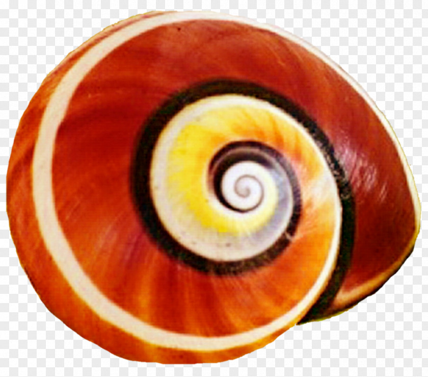 Snail Sea Seashell Gastropod Shell Clip Art PNG