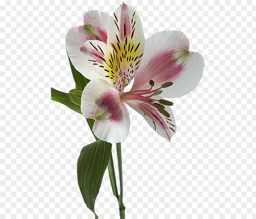 Flower Lily Of The Incas Lilium Rhizome Alstroemeria Ligtu PNG