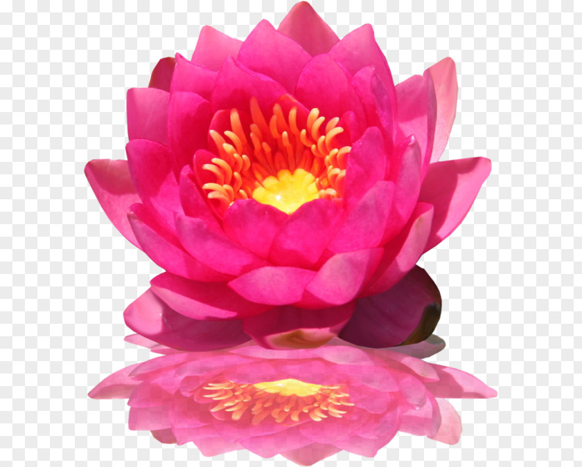 Pink Lotus Flowers Nelumbo Nucifera Clip Art PNG