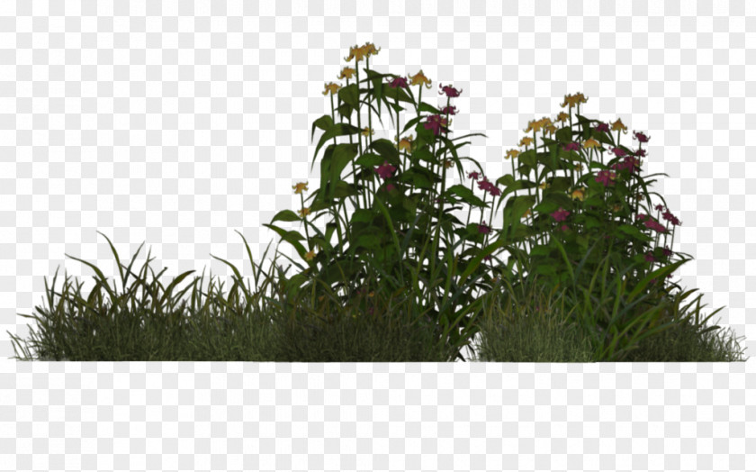 Plants And Countdown 5 Days Plant Vegetation Shrub Rendering PNG