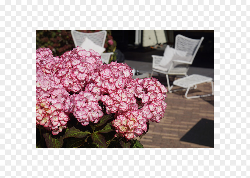 Rose Chelsea Flower Show French Hydrangea Garden PNG
