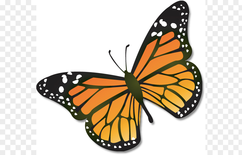 Butterfly Clip Art Monarch Insect Caterpillar PNG