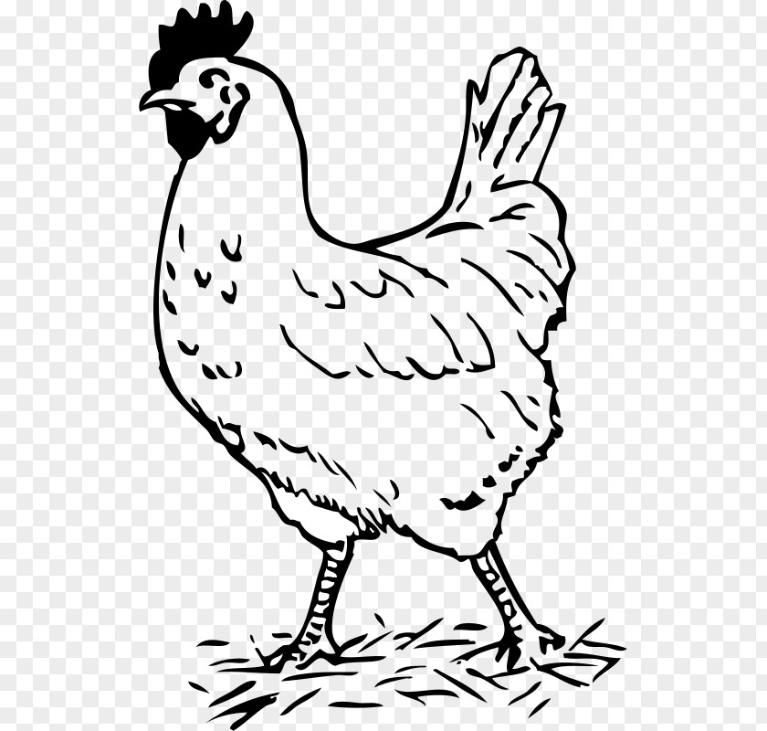 Chicken Black And White Rooster Clip Art PNG
