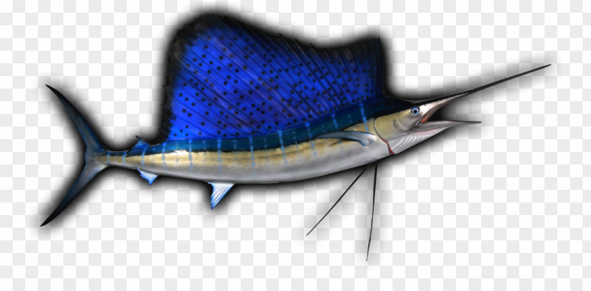 Sailfish Swordfish PNG