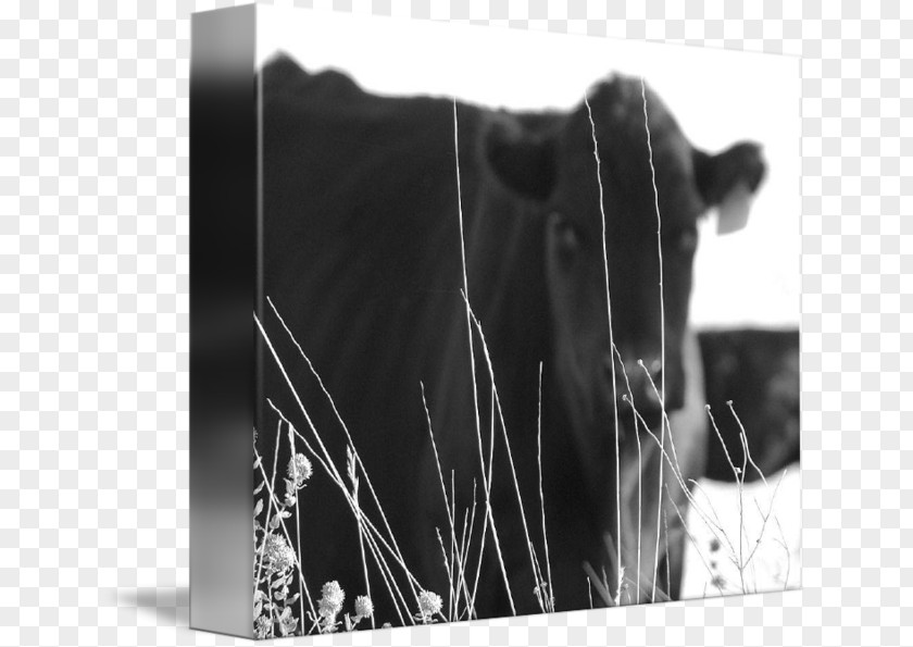 Beef Cury Calf Dairy Cattle Gallery Wrap PNG