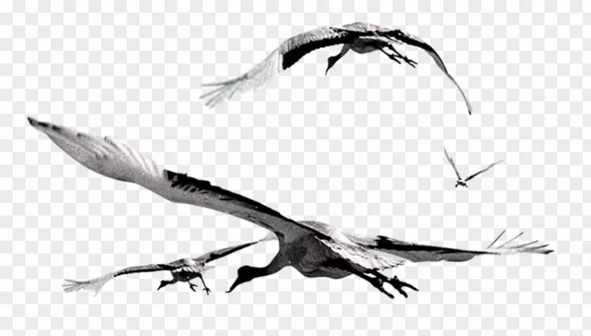 Flying Crane Bird Flight Gulls Flock PNG