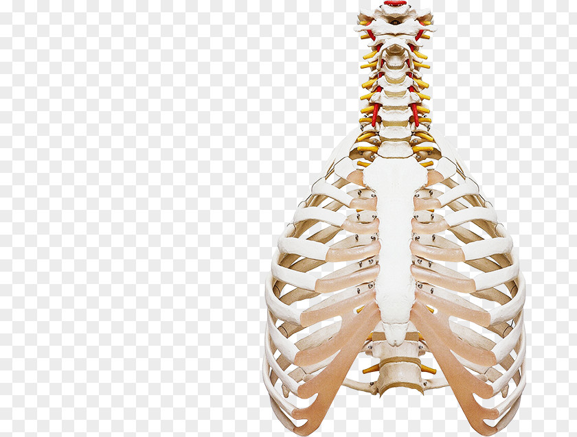 Health Medicine Human Body Physician Chiropractic PNG