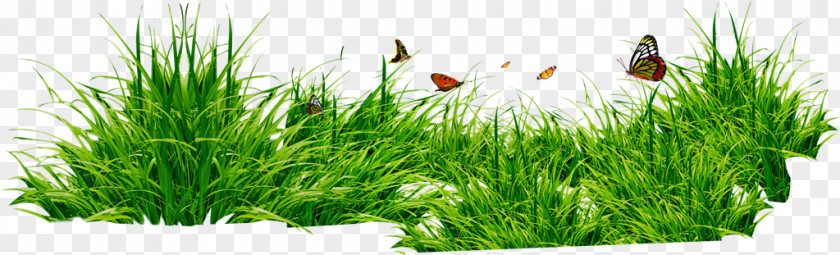 Lawn Herb Cartoon Nature Background PNG