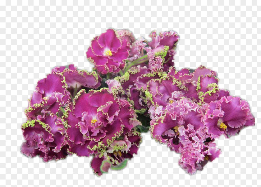Loosestrife And Pomegranate Family Lantana Pink Flowers Background PNG