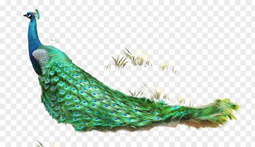Pretty Peacock And Grass Feather Asiatic Peafowl Computer File PNG