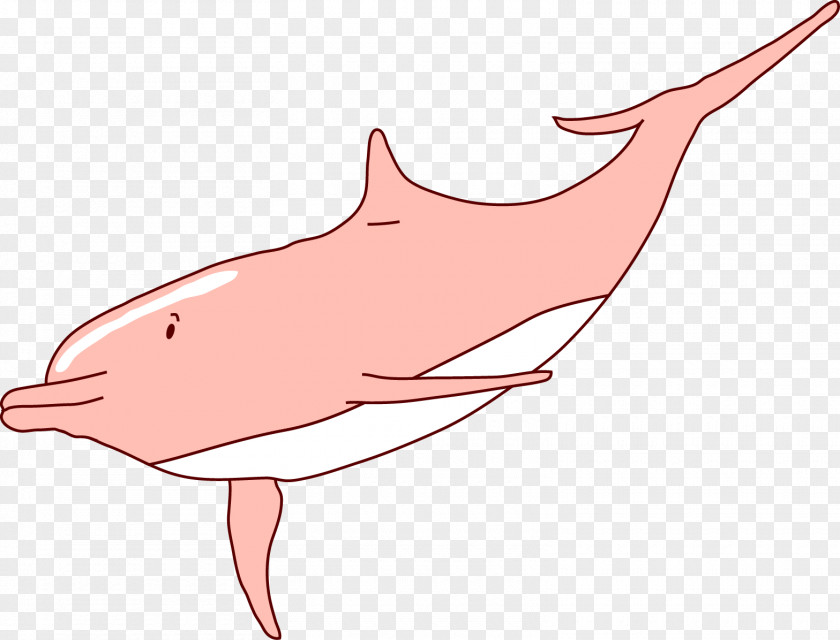 Vector Dolphins Tucuxi Dolphin Clip Art PNG