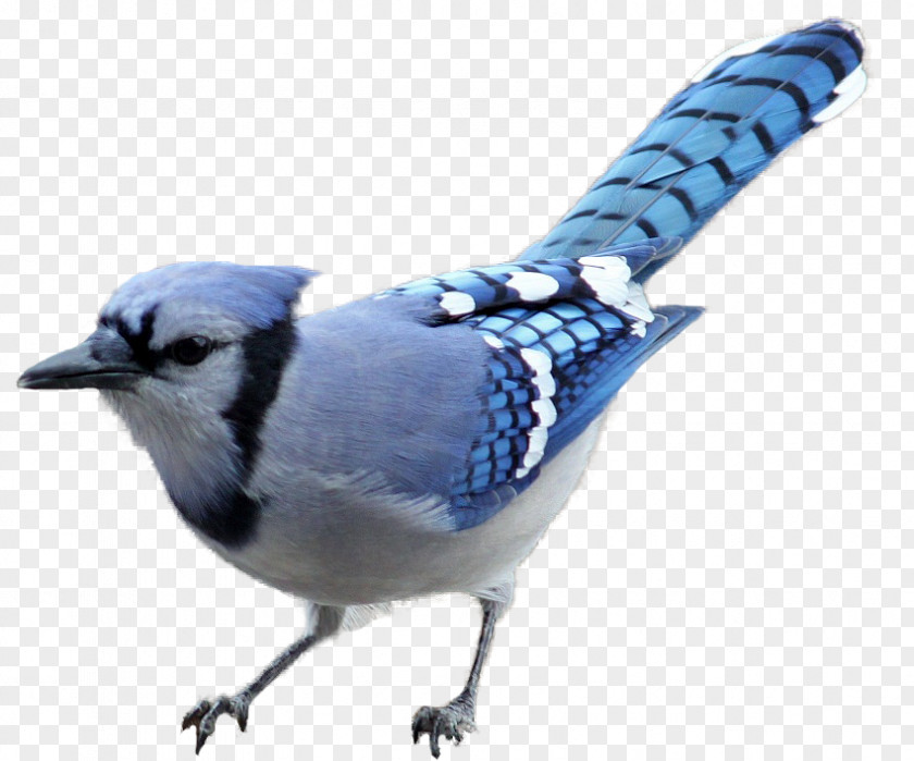 Blue Bird Brown-headed Cowbird Jay Woodpecker Clip Art PNG