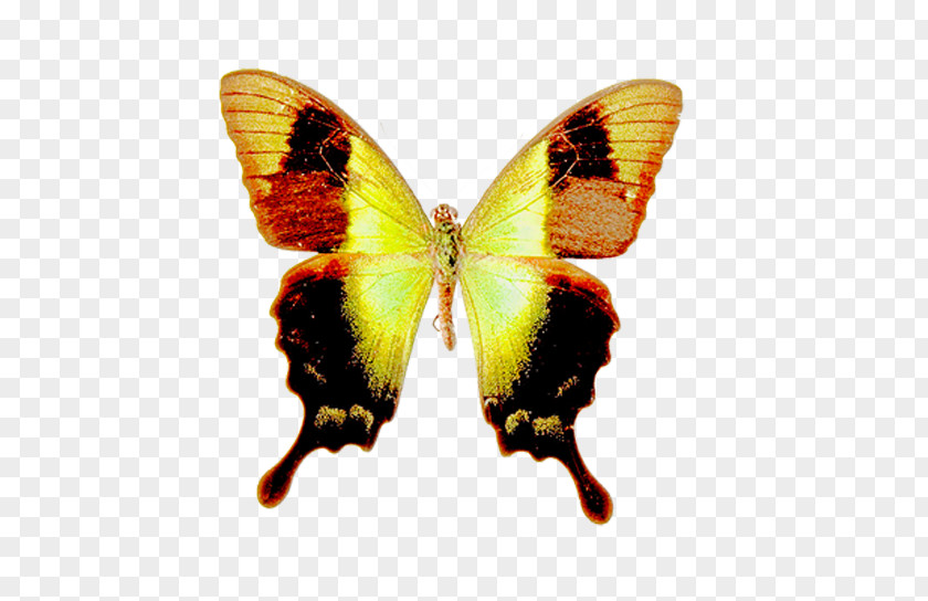 Butterfly Drawing Clip Art PNG