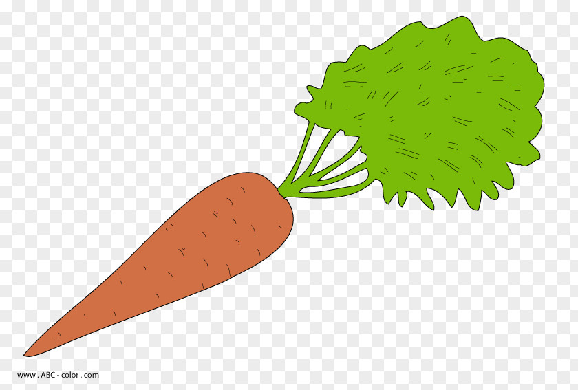 Carrot Cake Drawing Vegetable Clip Art PNG