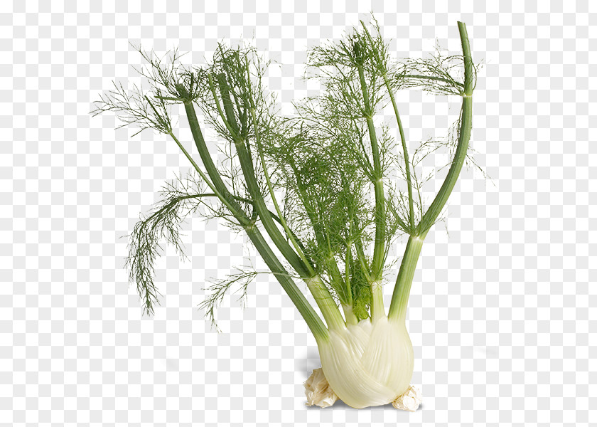 Fennel Mediterranean Cuisine Liquorice Anise Herb PNG