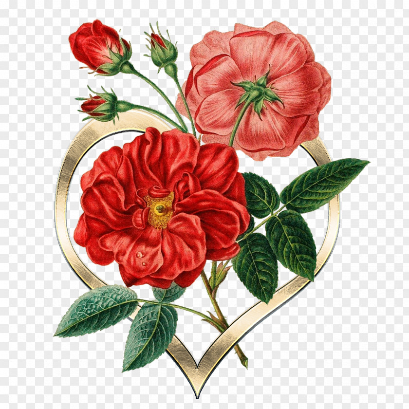 Flower Botany Rose Botanical Illustration PNG