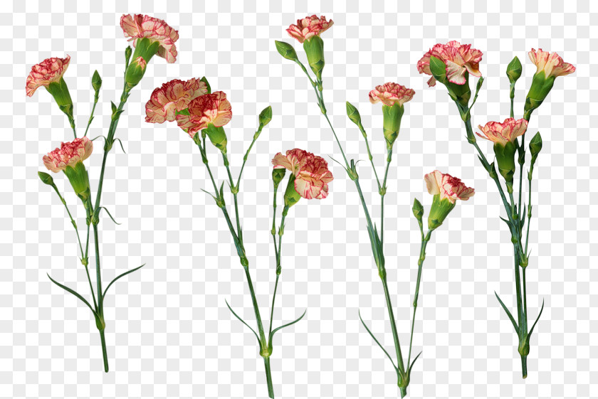 Flower Floral Design Pink November Of The Heart Clove PNG