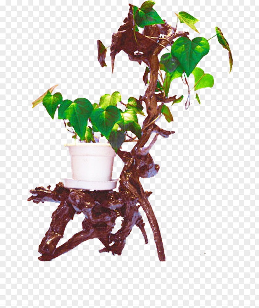 Plant Penjing Download Flowerpot Bonsai PNG