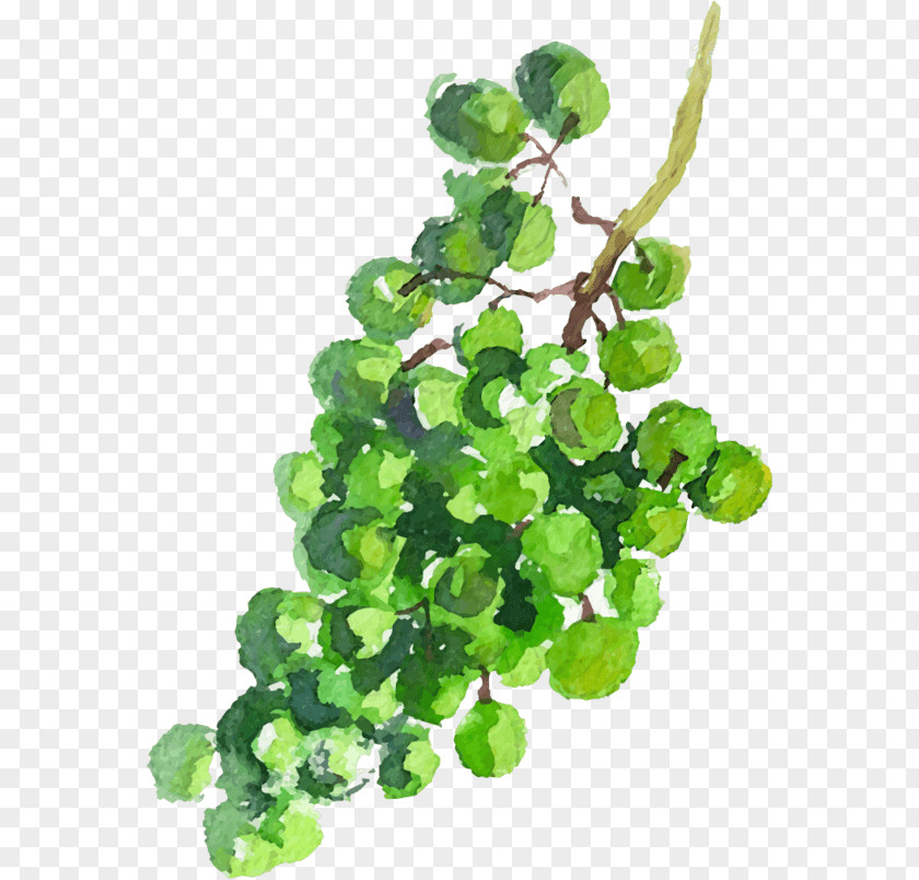 Raisins Feuilles Grape Green Image Watercolor Painting Drawing PNG