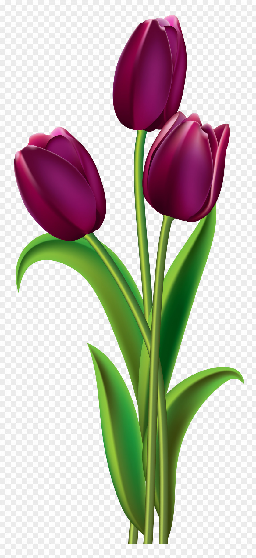 Tulips Transparent Clipart Picture Indira Gandhi Memorial Tulip Garden Red Clip Art PNG